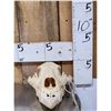 Image 2 : Alaskan Grizzly Bear Skull Taxidermy