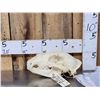 Image 3 : Alaskan Grizzly Bear Skull Taxidermy