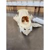 Image 4 : Alaskan Grizzly Bear Skull Taxidermy