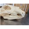 Image 5 : Alaskan Grizzly Bear Skull Taxidermy