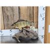 Image 1 : 12" Ring Perch Real Skin Fish Taxidermy