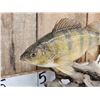 Image 2 : 12" Ring Perch Real Skin Fish Taxidermy