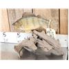 Image 3 : 12" Ring Perch Real Skin Fish Taxidermy