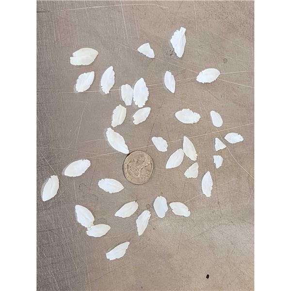 Group Of 32 Halibut Ear Bones Taxidermy