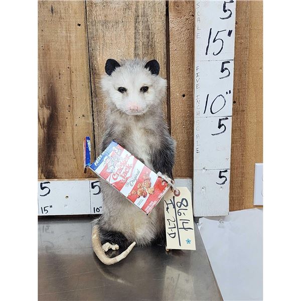 Opossum Eating Cracker Jacks Taxidermy Mount