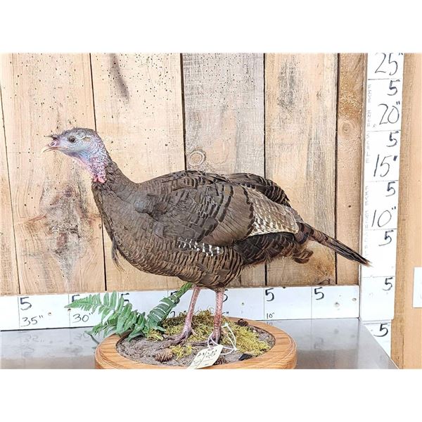 Bearded Hen Turkey Full Body Bird Taxidermy
