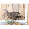 Image 1 : Bearded Hen Turkey Full Body Bird Taxidermy