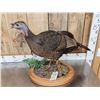 Image 2 : Bearded Hen Turkey Full Body Bird Taxidermy