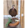 Image 3 : Bearded Hen Turkey Full Body Bird Taxidermy