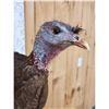 Image 4 : Bearded Hen Turkey Full Body Bird Taxidermy