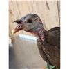 Image 5 : Bearded Hen Turkey Full Body Bird Taxidermy