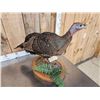 Image 6 : Bearded Hen Turkey Full Body Bird Taxidermy