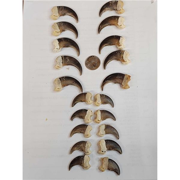 Complete Set Of 20 Black Bear Claws Taxidermy