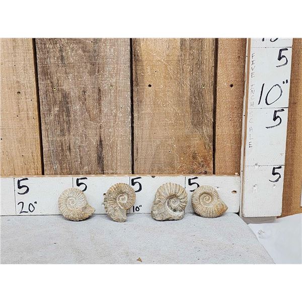 4 Prehistoric Ammonite Fossils