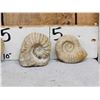 Image 2 : 4 Prehistoric Ammonite Fossils