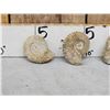 Image 3 : 4 Prehistoric Ammonite Fossils