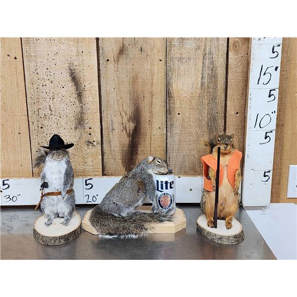 3 Cute Critters Taxidermy Lot