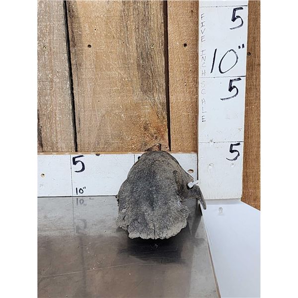 Ancient Partially Fossilized Cow Elk Skull