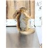 Image 2 : Naughty Squirrel Full Body Taxidermy Mount