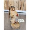 Image 3 : Naughty Squirrel Full Body Taxidermy Mount