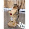 Image 4 : Naughty Squirrel Full Body Taxidermy Mount
