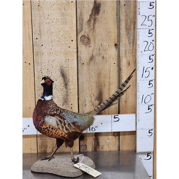 Ringneck Pheasant Full Body Bird Taxidermy