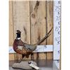 Image 1 : Ringneck Pheasant Full Body Bird Taxidermy