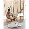 Image 2 : Ringneck Pheasant Full Body Bird Taxidermy