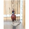 Image 3 : Ringneck Pheasant Full Body Bird Taxidermy