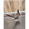 Image 4 : Ringneck Pheasant Full Body Bird Taxidermy