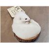 Image 4 : White Weasel Full Body Taxidermy Mount