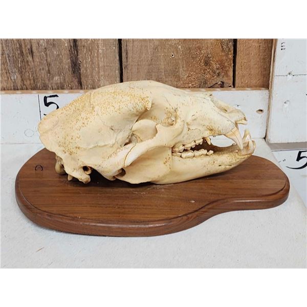 Black Bear Skull Taxidermy