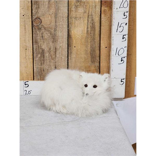 Arctic Fox Full Body Taxidermy Mount