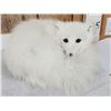 Image 2 : Arctic Fox Full Body Taxidermy Mount