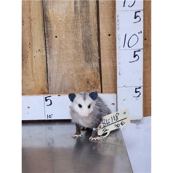 Baby Opossum Full Body Taxidermy Mount