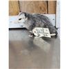 Image 2 : Baby Opossum Full Body Taxidermy Mount
