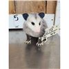 Image 3 : Baby Opossum Full Body Taxidermy Mount