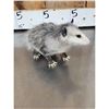 Image 4 : Baby Opossum Full Body Taxidermy Mount