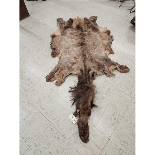 Soft Tanned Elk Skin Taxidermy