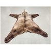 Image 2 : Alaskan Grizzly Bear Rug Taxidermy