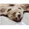 Image 4 : Alaskan Grizzly Bear Rug Taxidermy