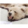 Image 5 : Alaskan Grizzly Bear Rug Taxidermy