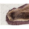 Image 8 : Alaskan Grizzly Bear Rug Taxidermy