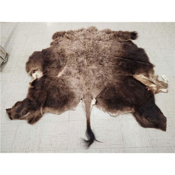 American Bison Buffalo Soft Tanned Robe Taxidermy