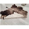 Image 3 : American Bison Buffalo Soft Tanned Robe Taxidermy