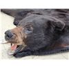 Image 7 : Big Black Bear Rug Taxidermy