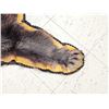 Image 4 : Black Bear Rug Taxidermy