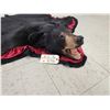 Image 6 : Black Bear Rug Taxidermy