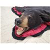 Image 7 : Black Bear Rug Taxidermy