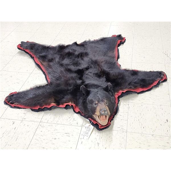 Black Bear Rug Taxidermy